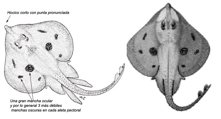 Leucoraja melitensis_02.jpg